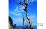 湘西之旅：張家界、天子山、寶峰湖/黃龍洞、鳳凰古城、猛洞河漂流、天門山六日游